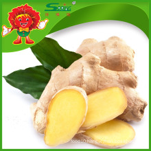 bulk fresh ginger/market prices for ginger/ chinese dried ginger